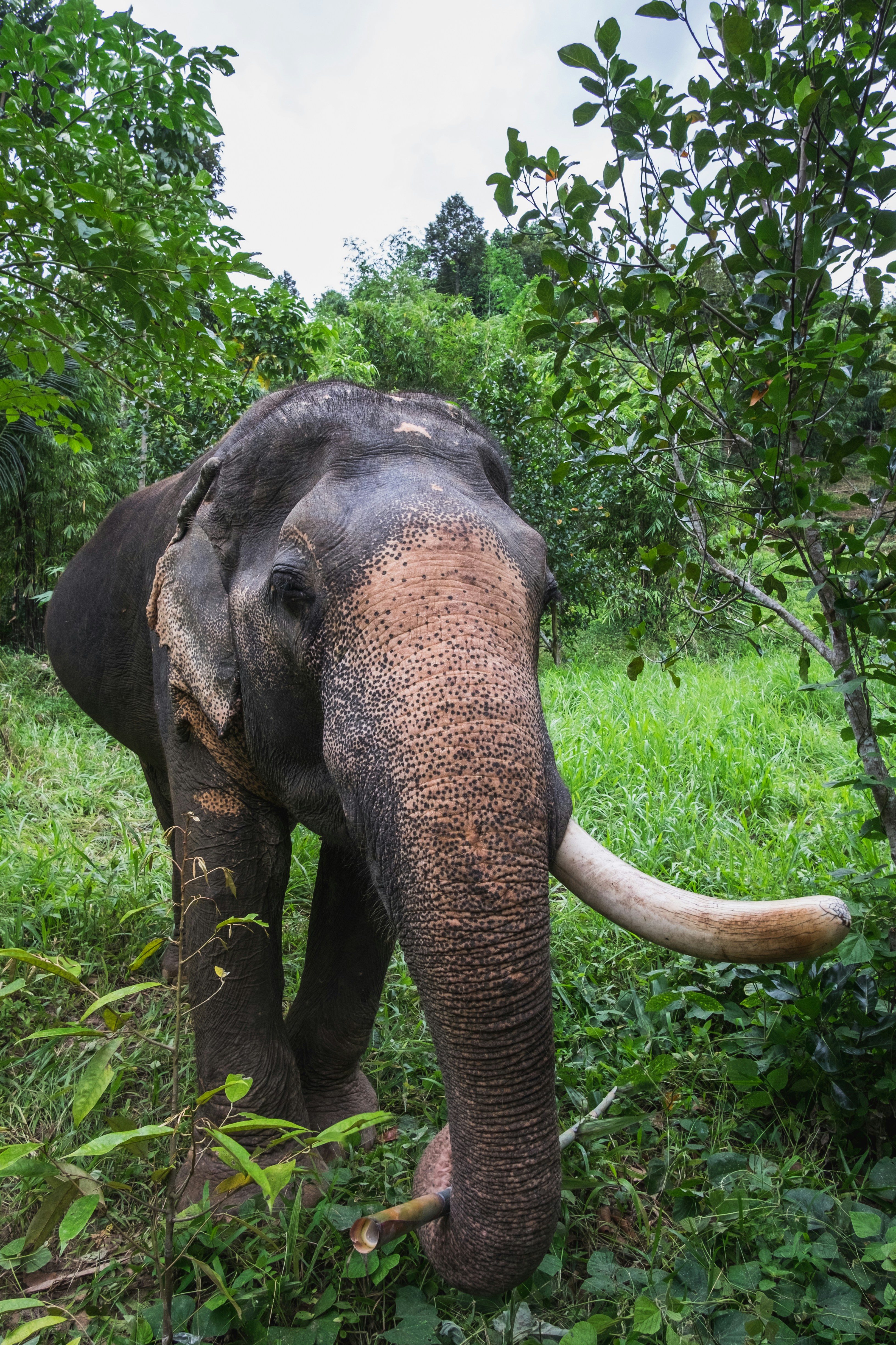 thai elephant sanctuary, women's yoga retreat thailand 2025