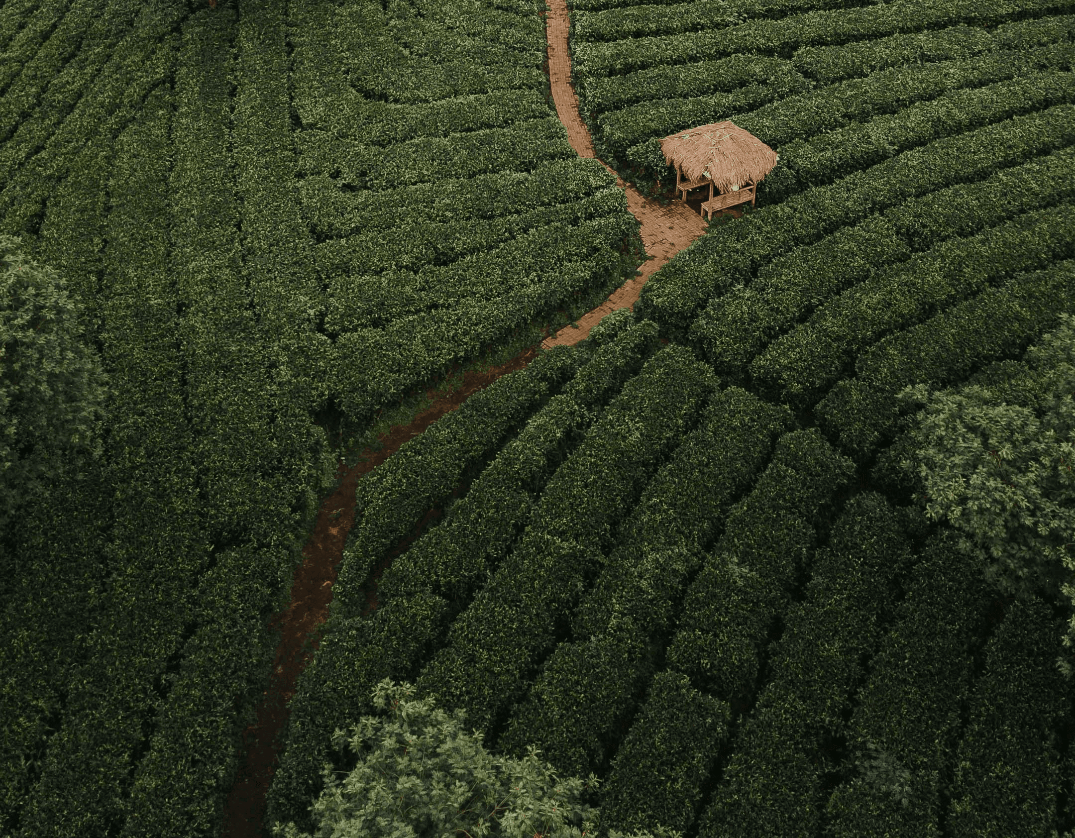 a lush green hillside covered in lots of trees