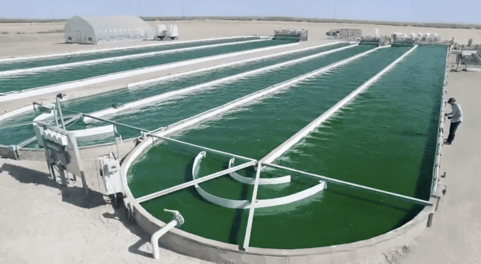 Algae ponds