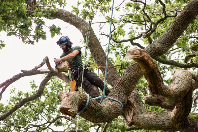 Spring into a Beautiful Yard: Seasonal Tree Removal Services in Southwestern, NJ