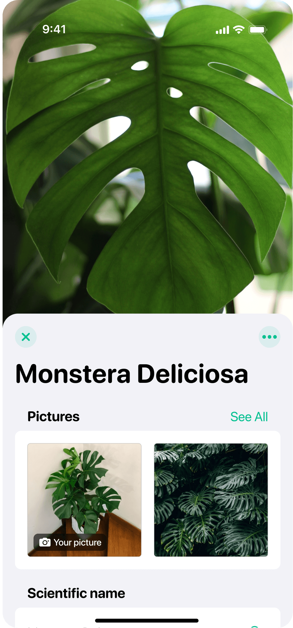 Plant Identification