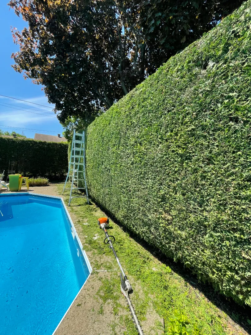 Les Renforts taille haie