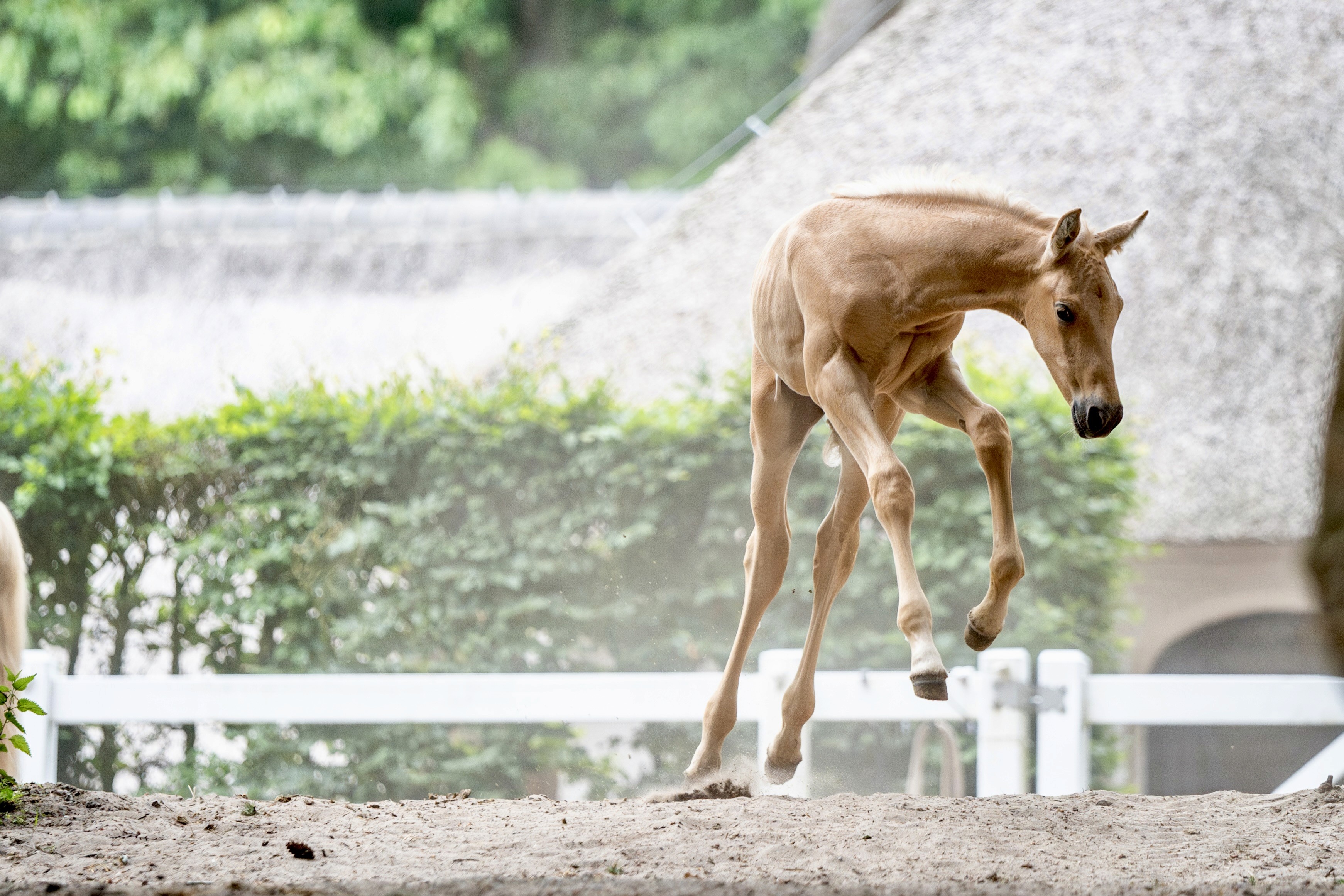 Crossbred foal by McLaren 