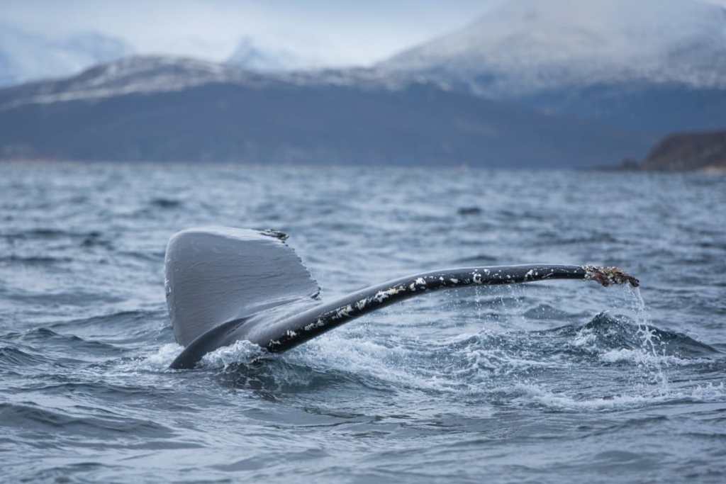Spotting whales on a boat tour in Svalbard 
