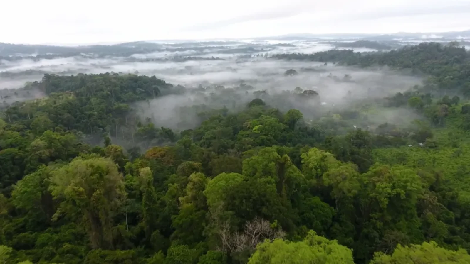 Amazon Rainforest