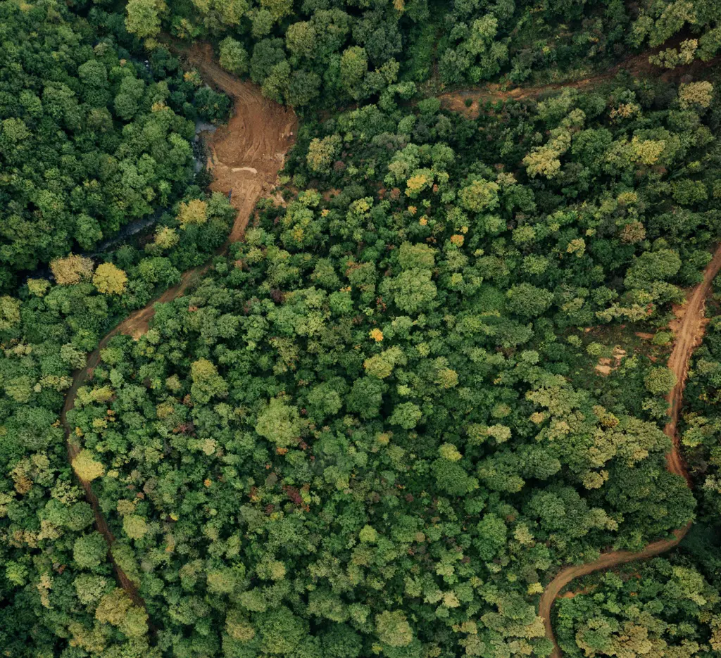 Birds eye view of a forest