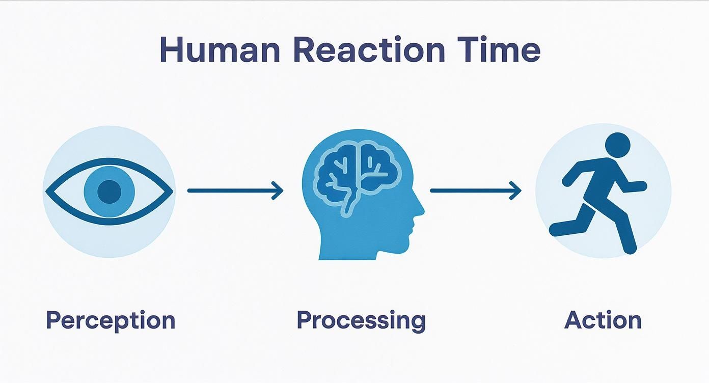 Human reaction time process diagram showing perception through eye, brain processing, and physical action response