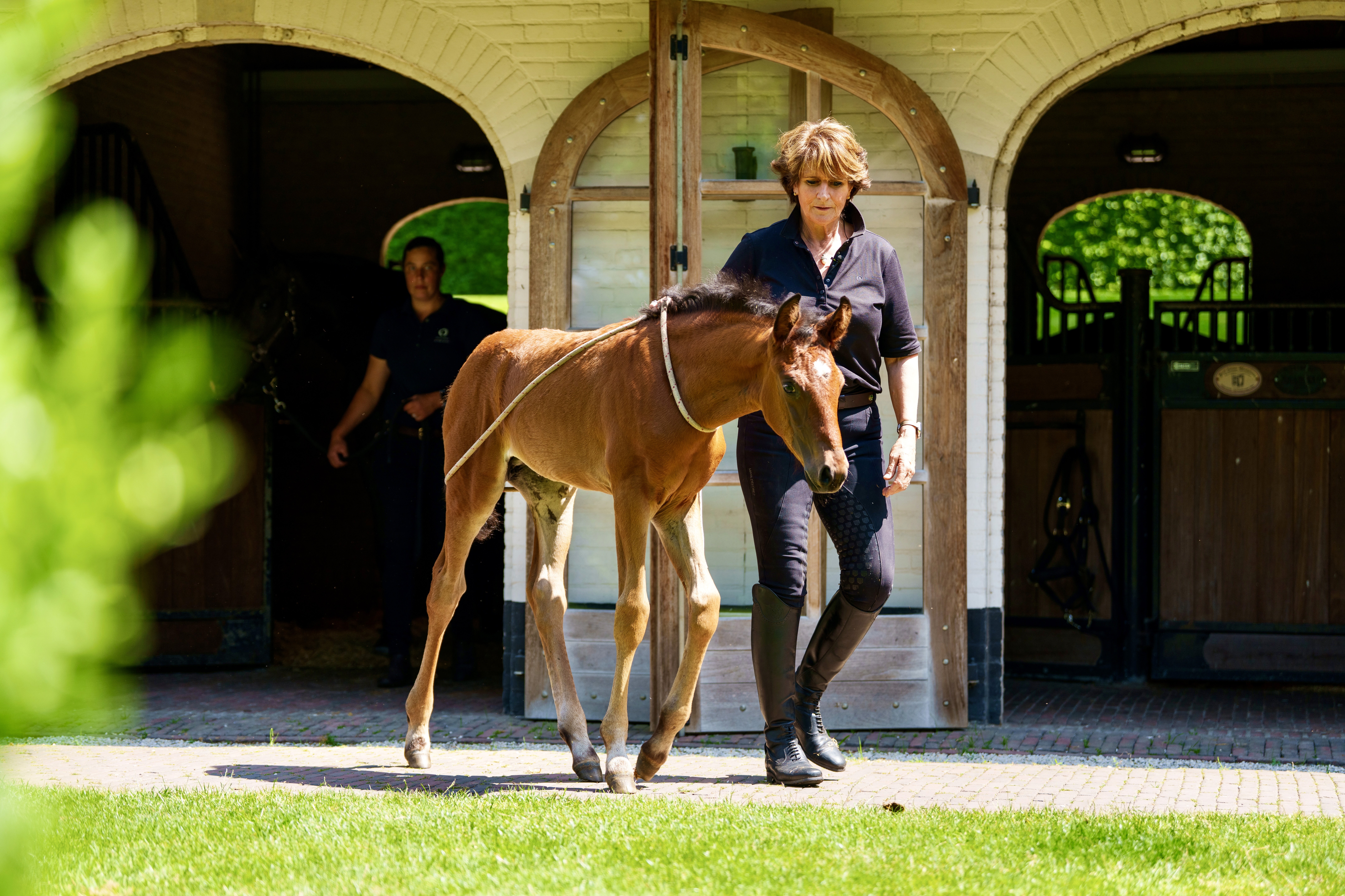 Crossbred Gallita