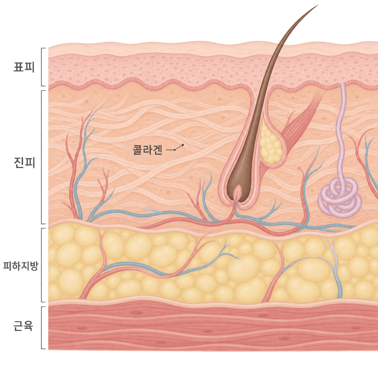 볼살이 빠졌다는 후기, 두 종류가 섞여 있어요