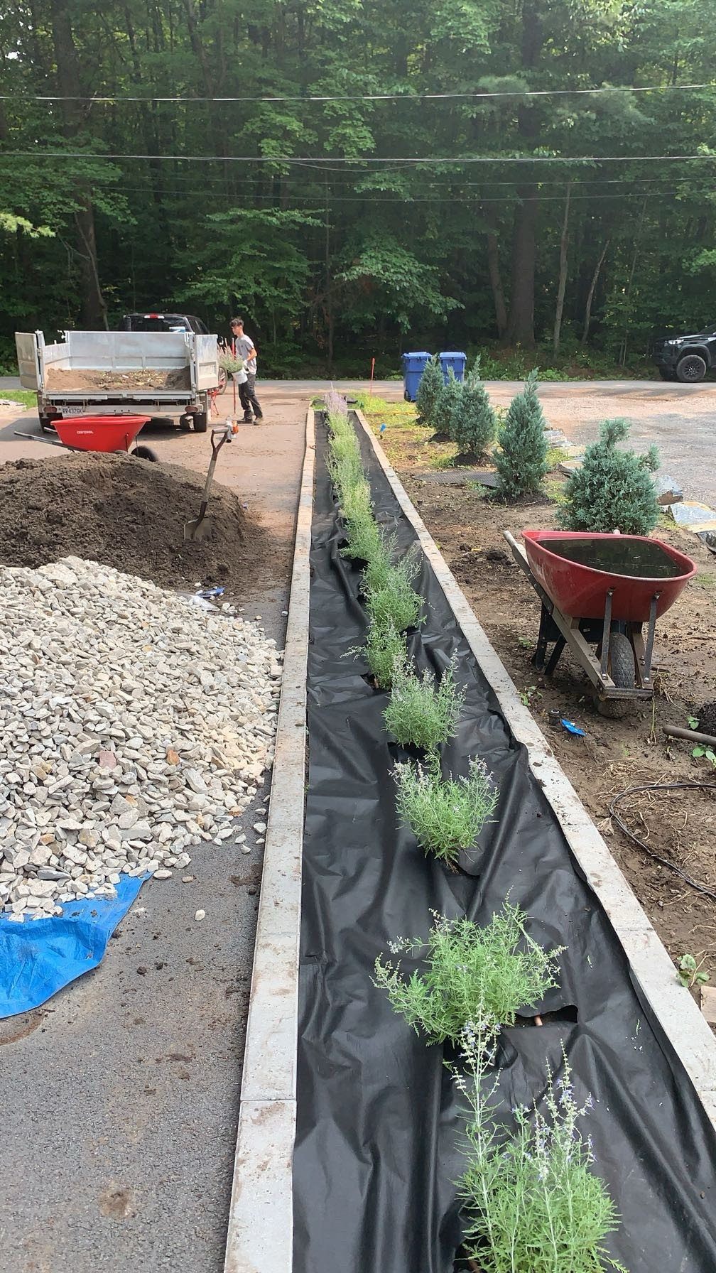 Installation de bordures et plantation de vivaces dans une cour résidentielle.