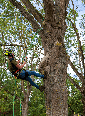Close-up of a tree stump showing growth rings and a textured brown wood surface.