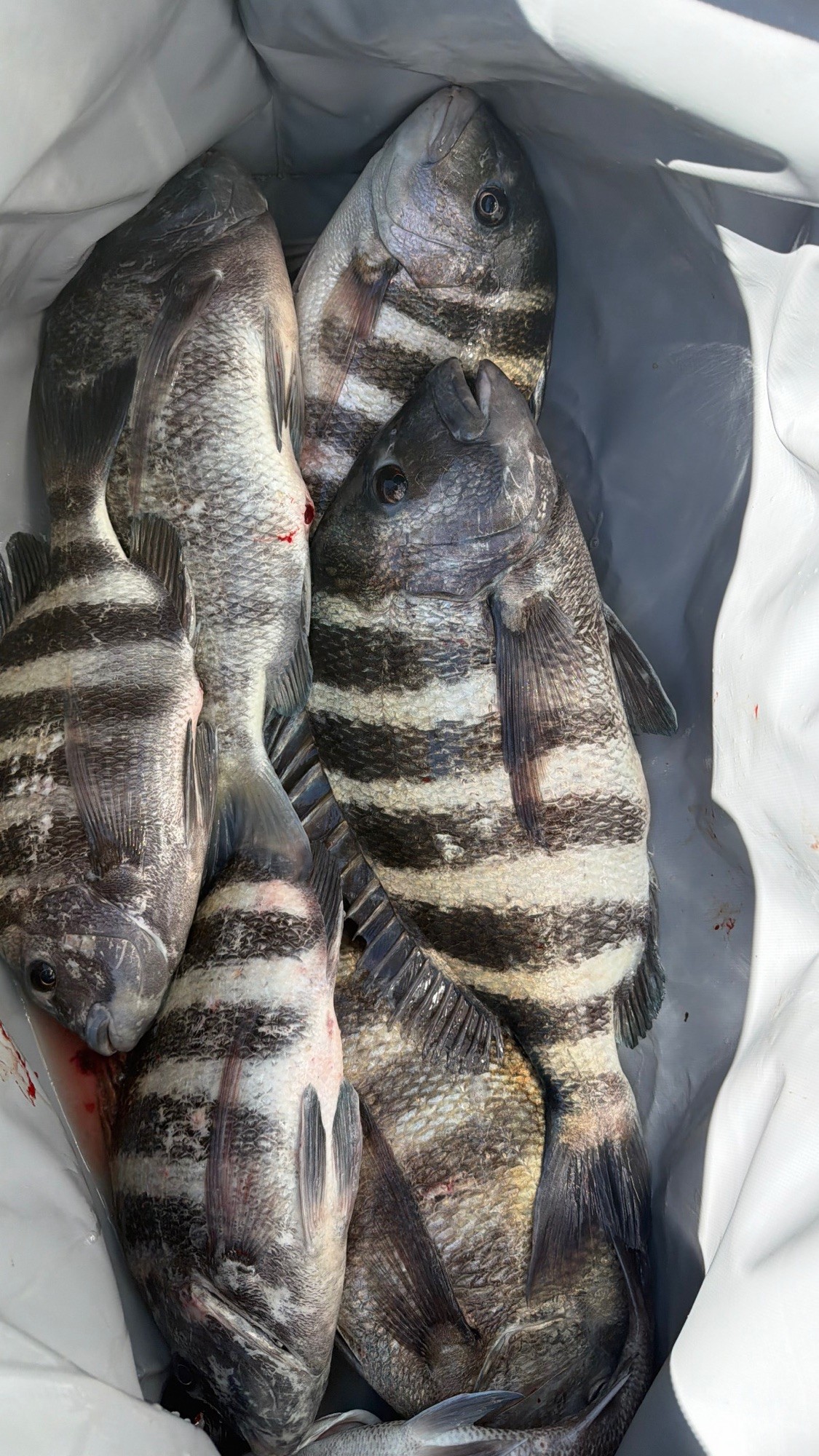 Sheepshead catch from a winter fishing charter in Bradenton