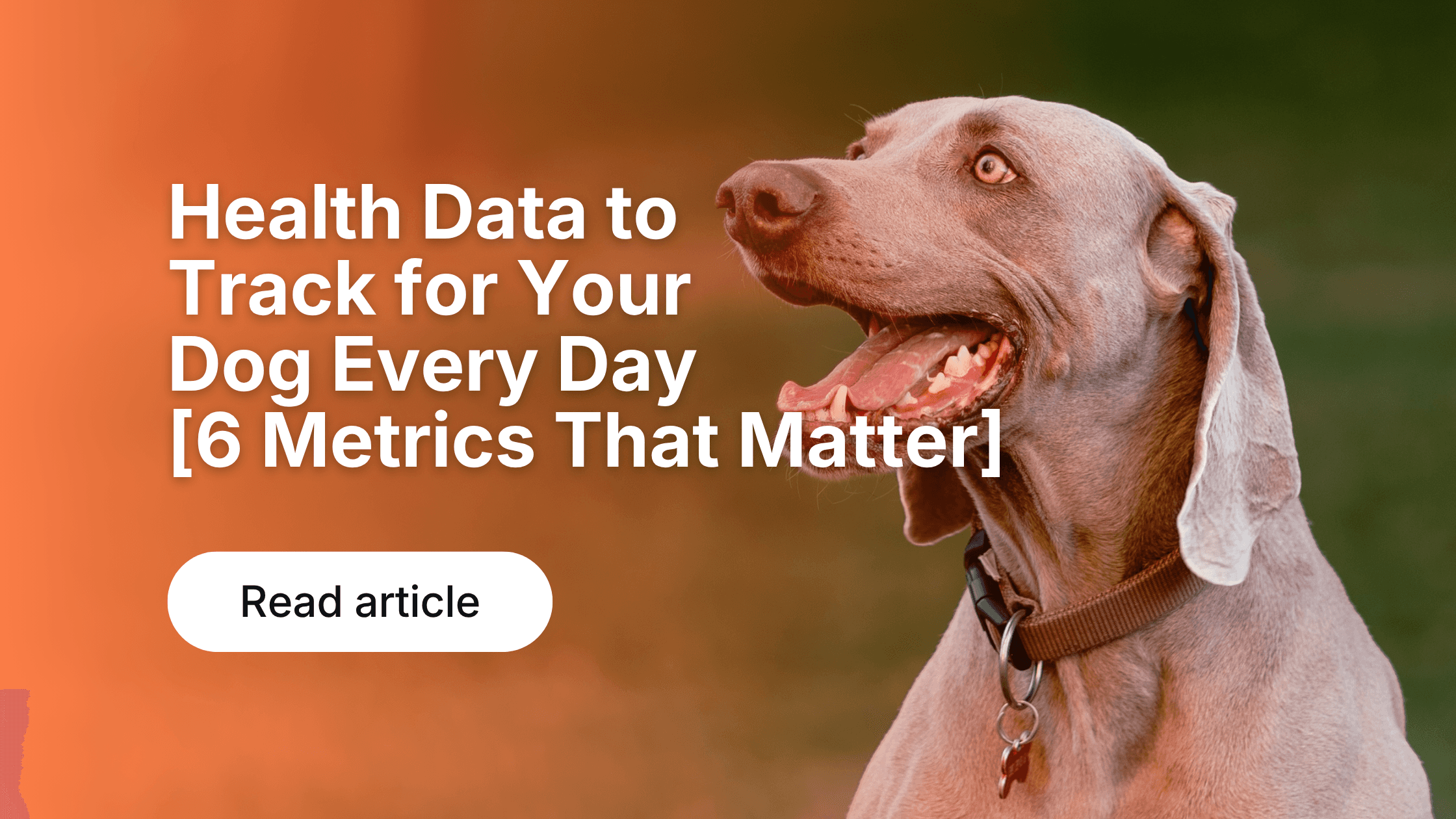 Dog Activity Tracking: Why Data Improves Health & Fitness