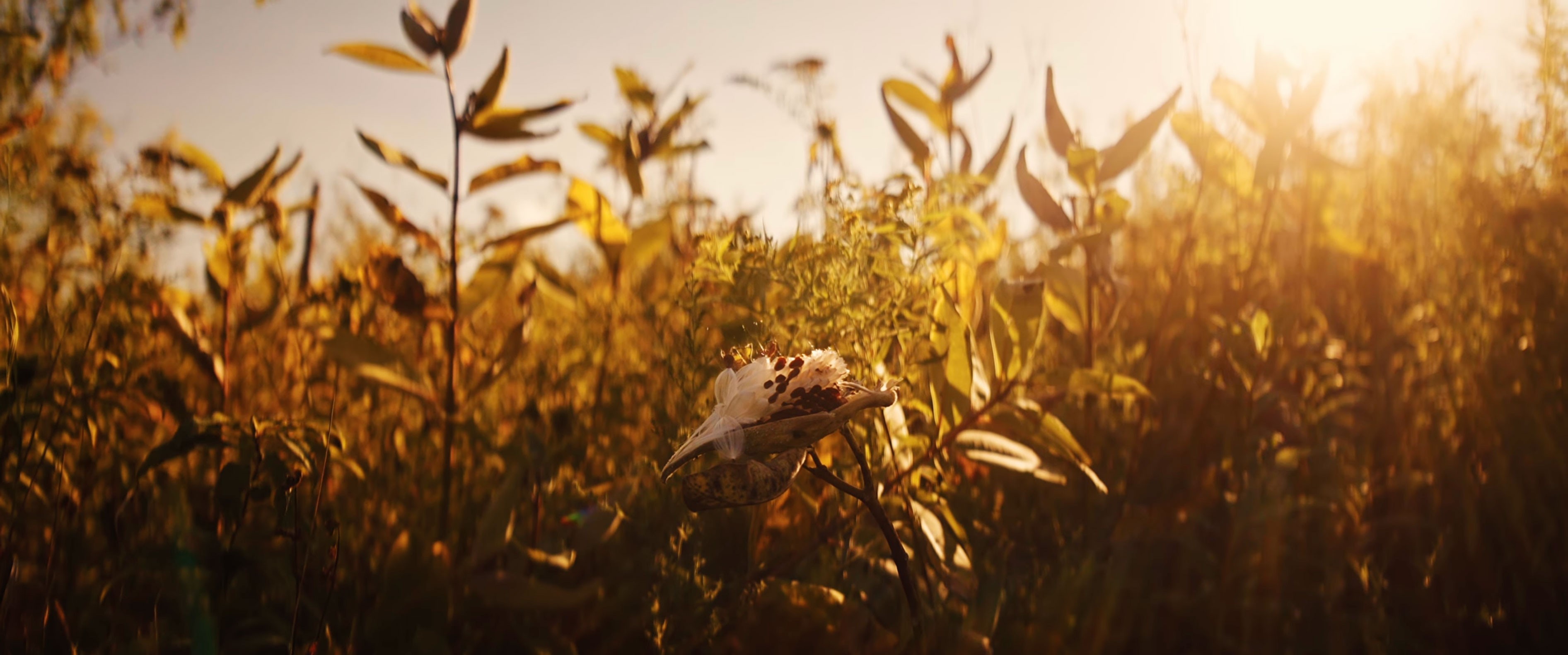 Milkweed pod opening and releasing seeds in a meadow at Cochesett Preserve.