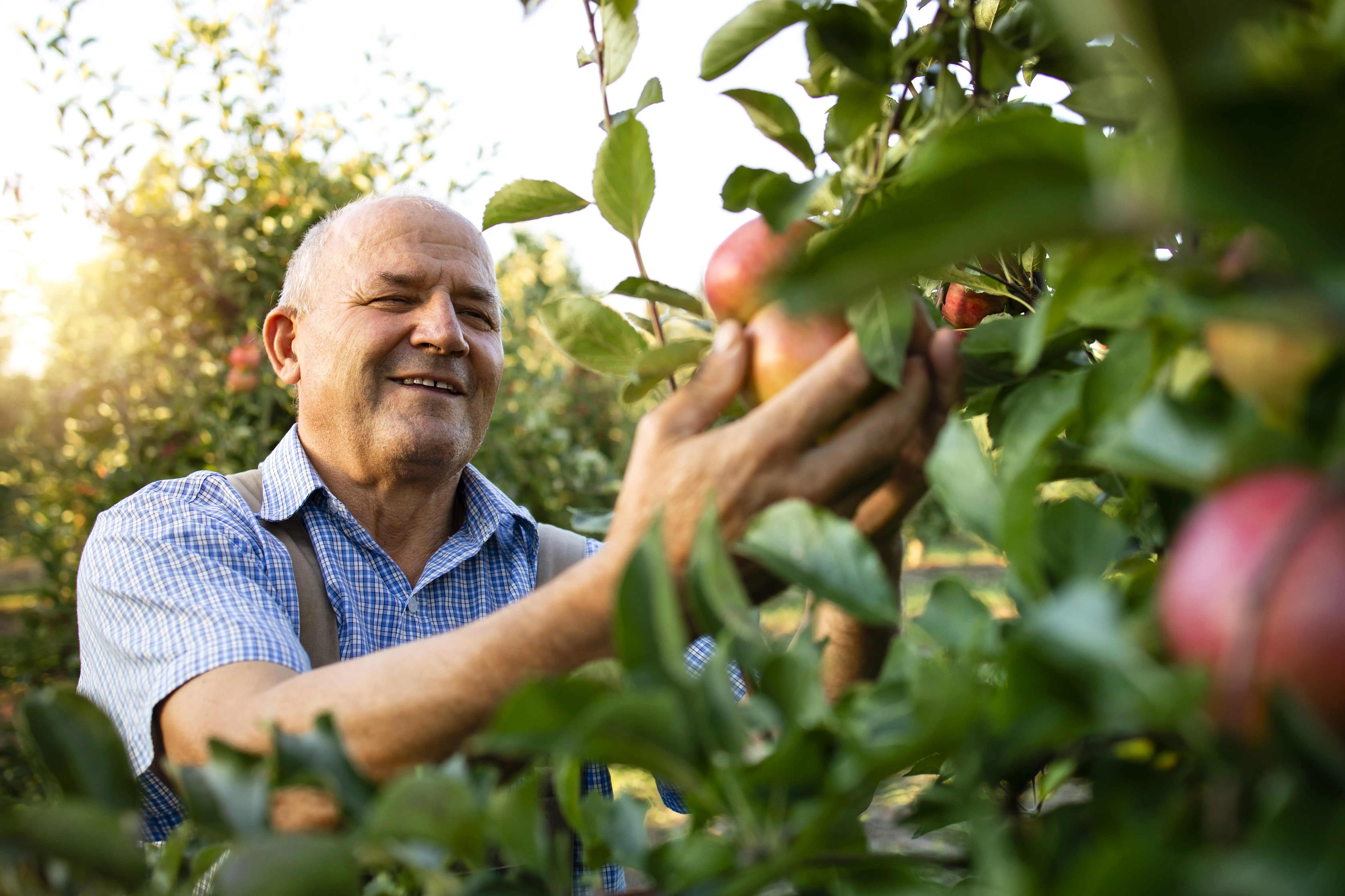 A brown cow standing on top of a lush green field