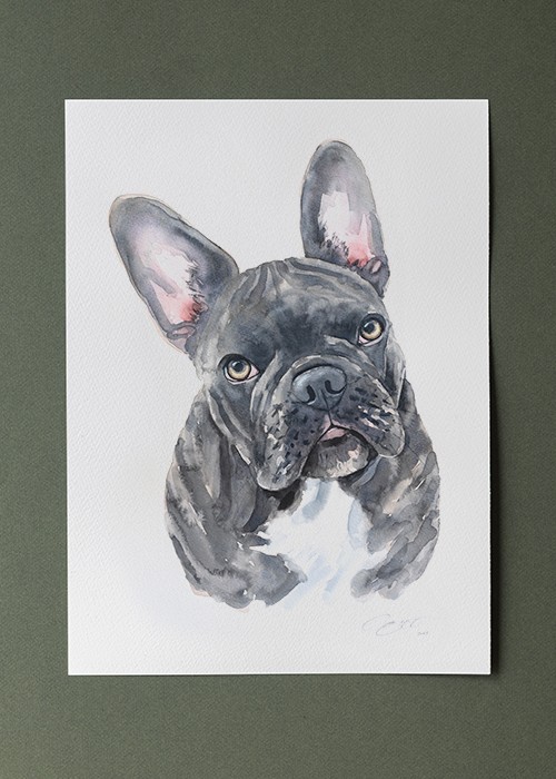 Watercolour painting of French Bulldog