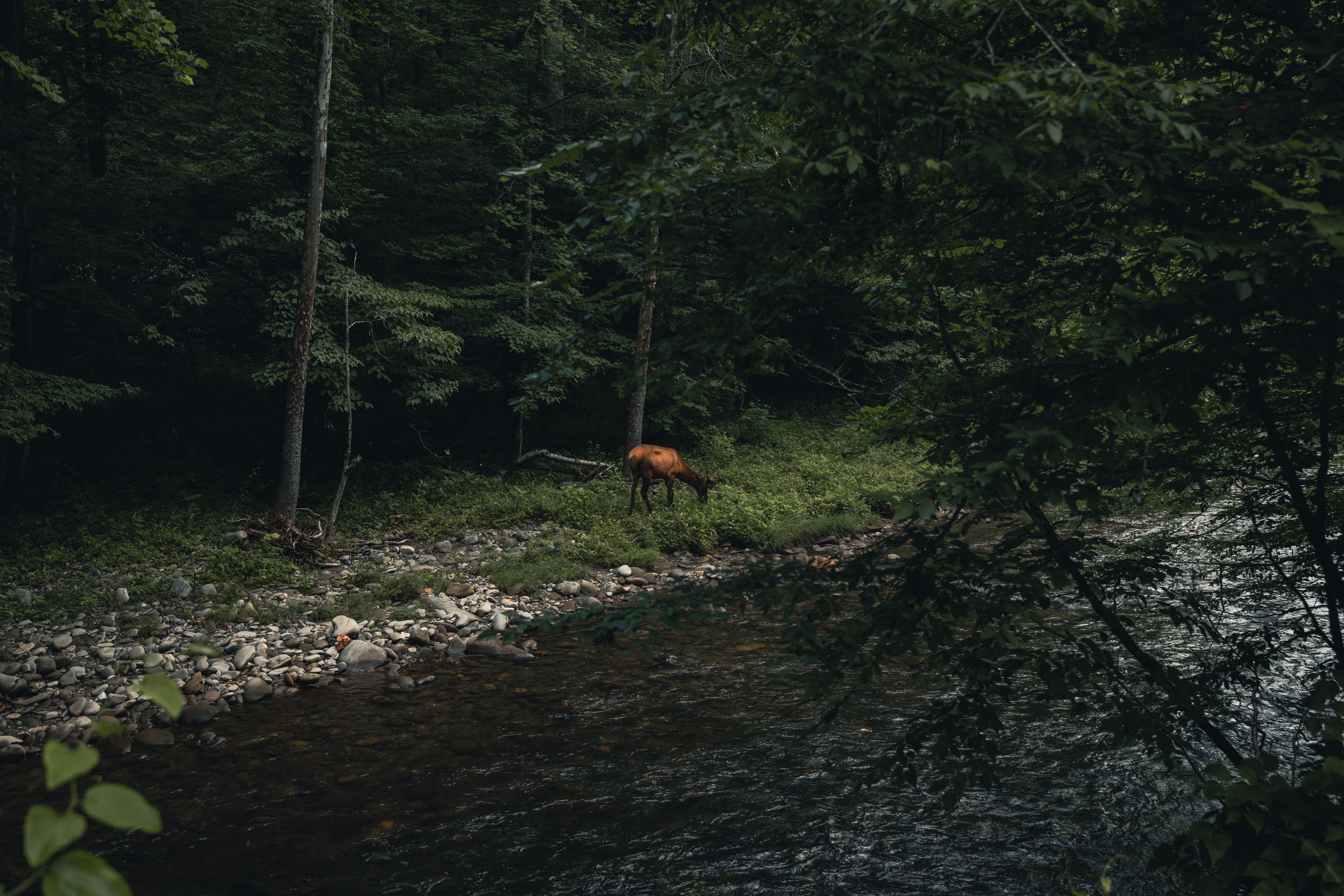 A Photographer’s Guide to the Smoky Mountains