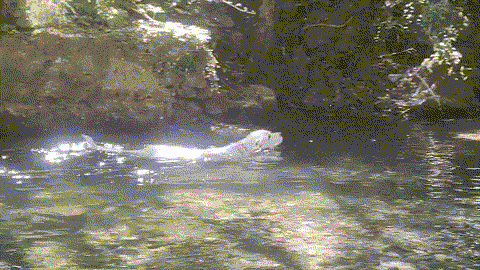 gif of a white dog swimming in a sun speckled river