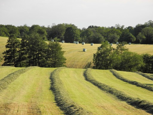 Gemähte Wiese mit Wald