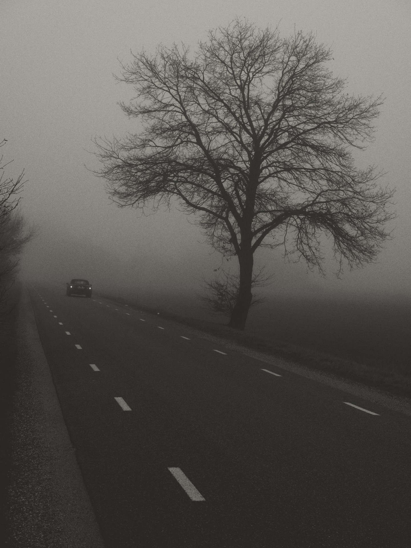 Foggy road with car and bare tree along the highway on a gray day.