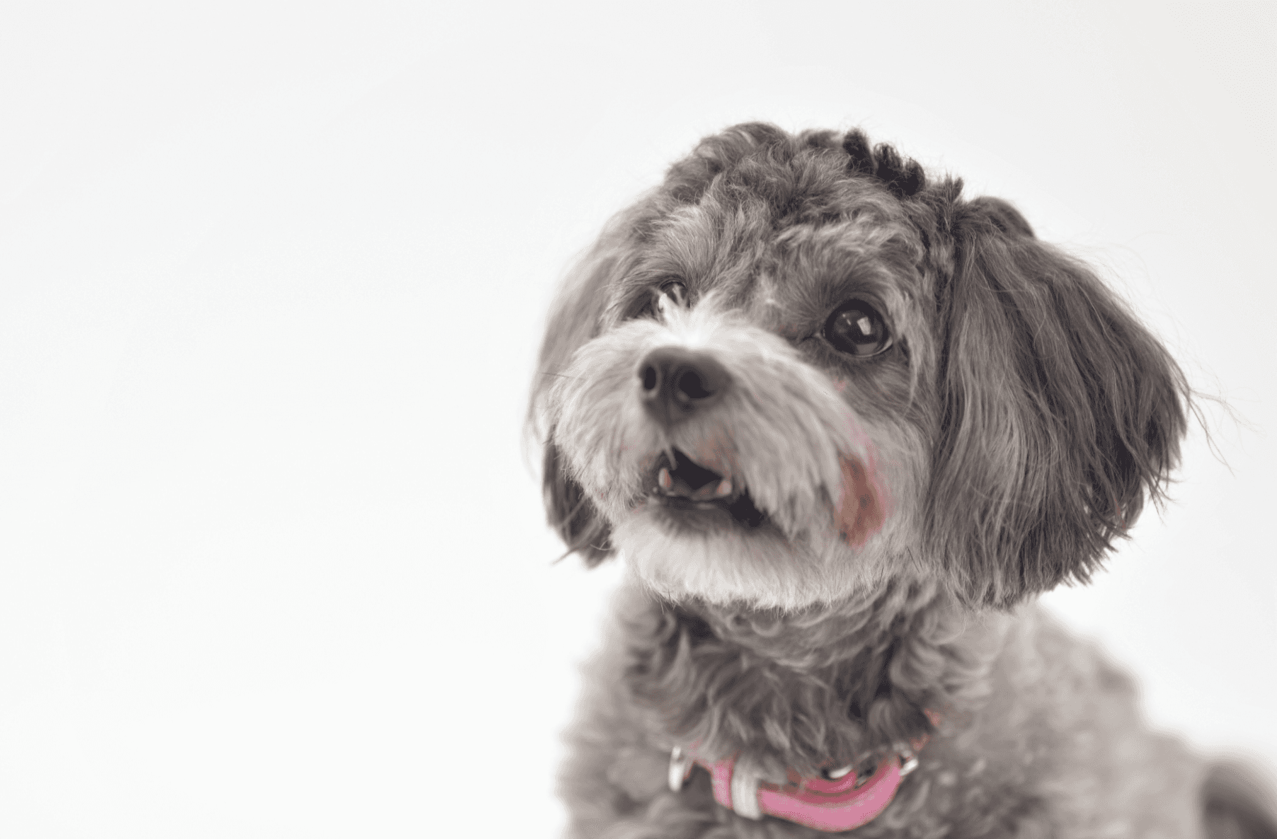 犬の膿皮症:原因・症状・治療法・塗り薬と消毒について