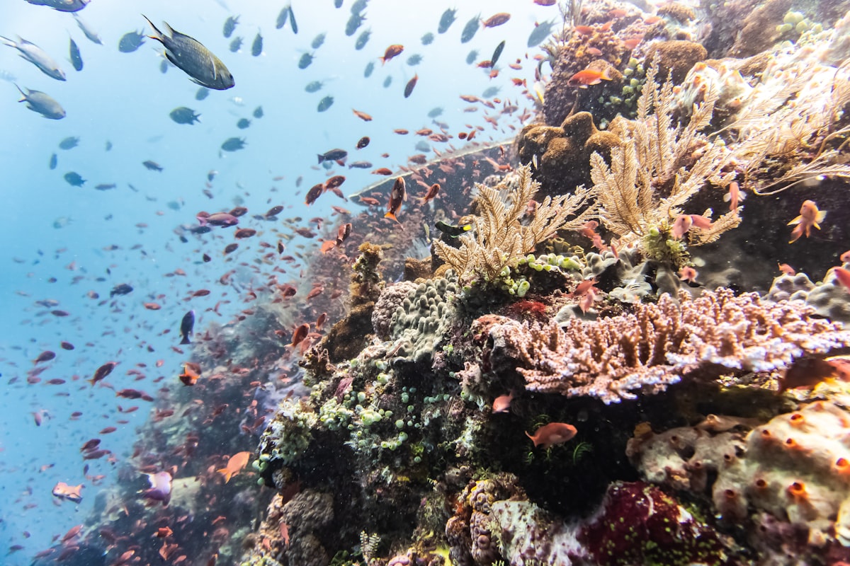 Coral reef wall with schooling anthias fish in Indonesia