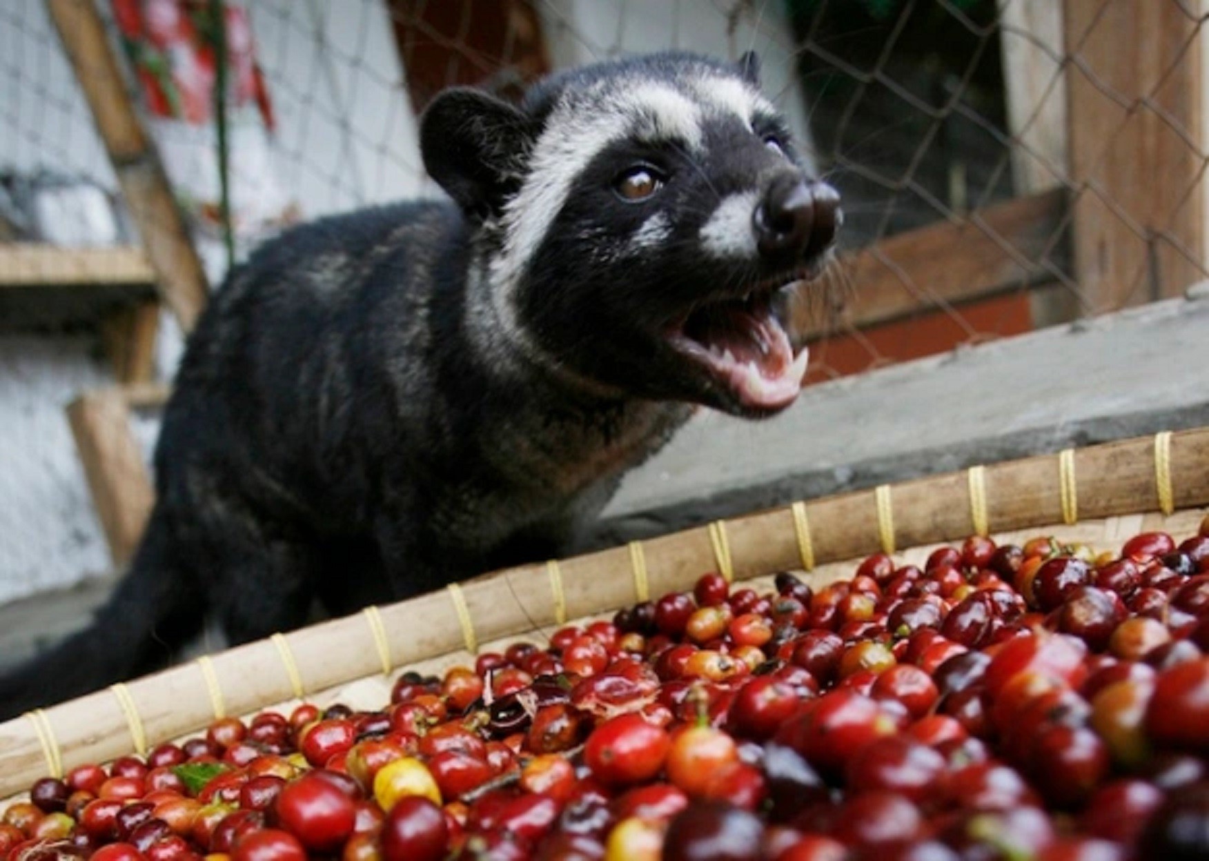 Weasel Coffee