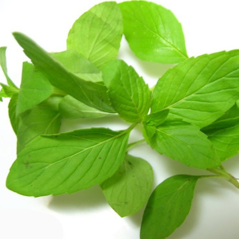 basil_3