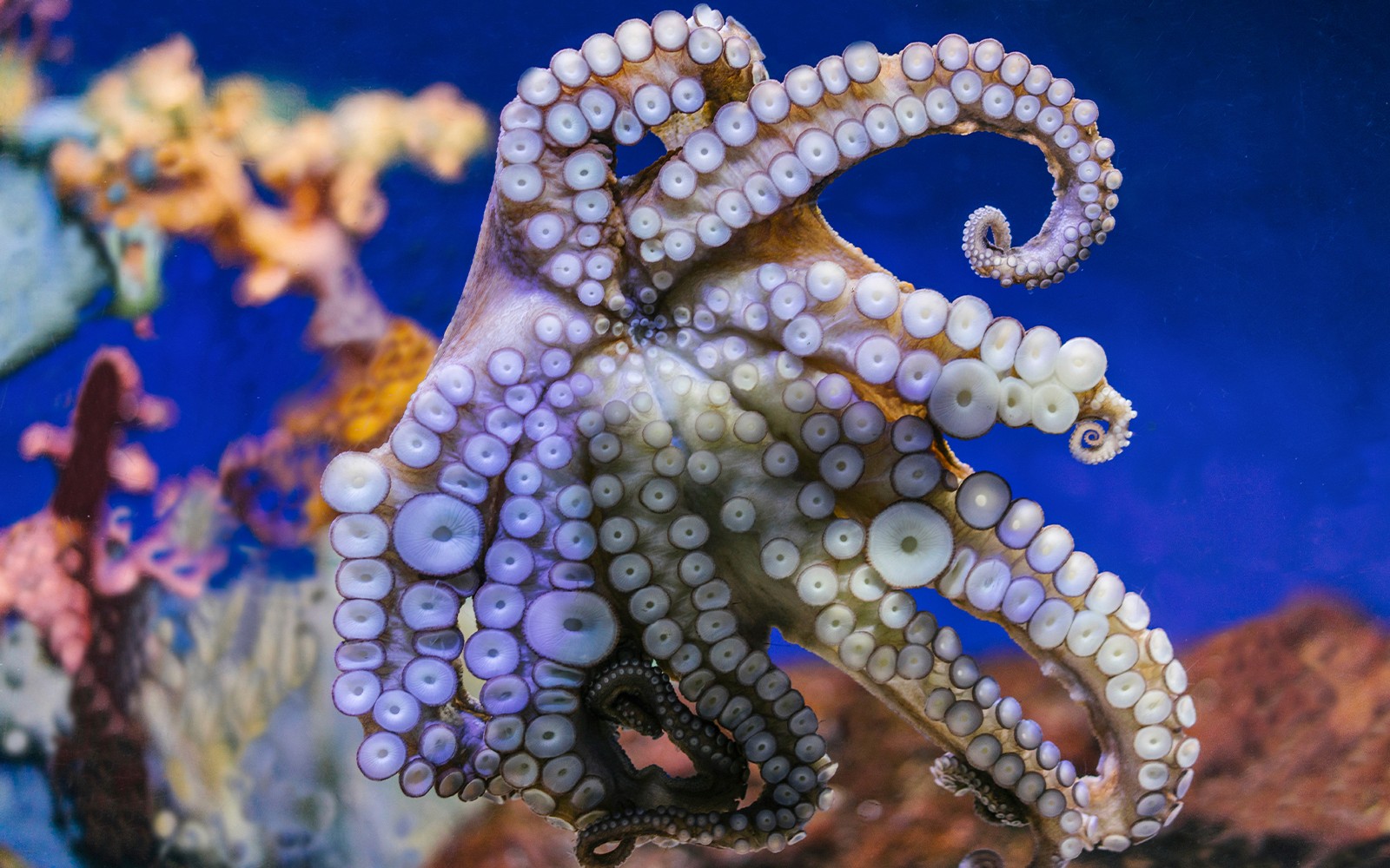 Octopus tentacles at Barcelona Aquarium.