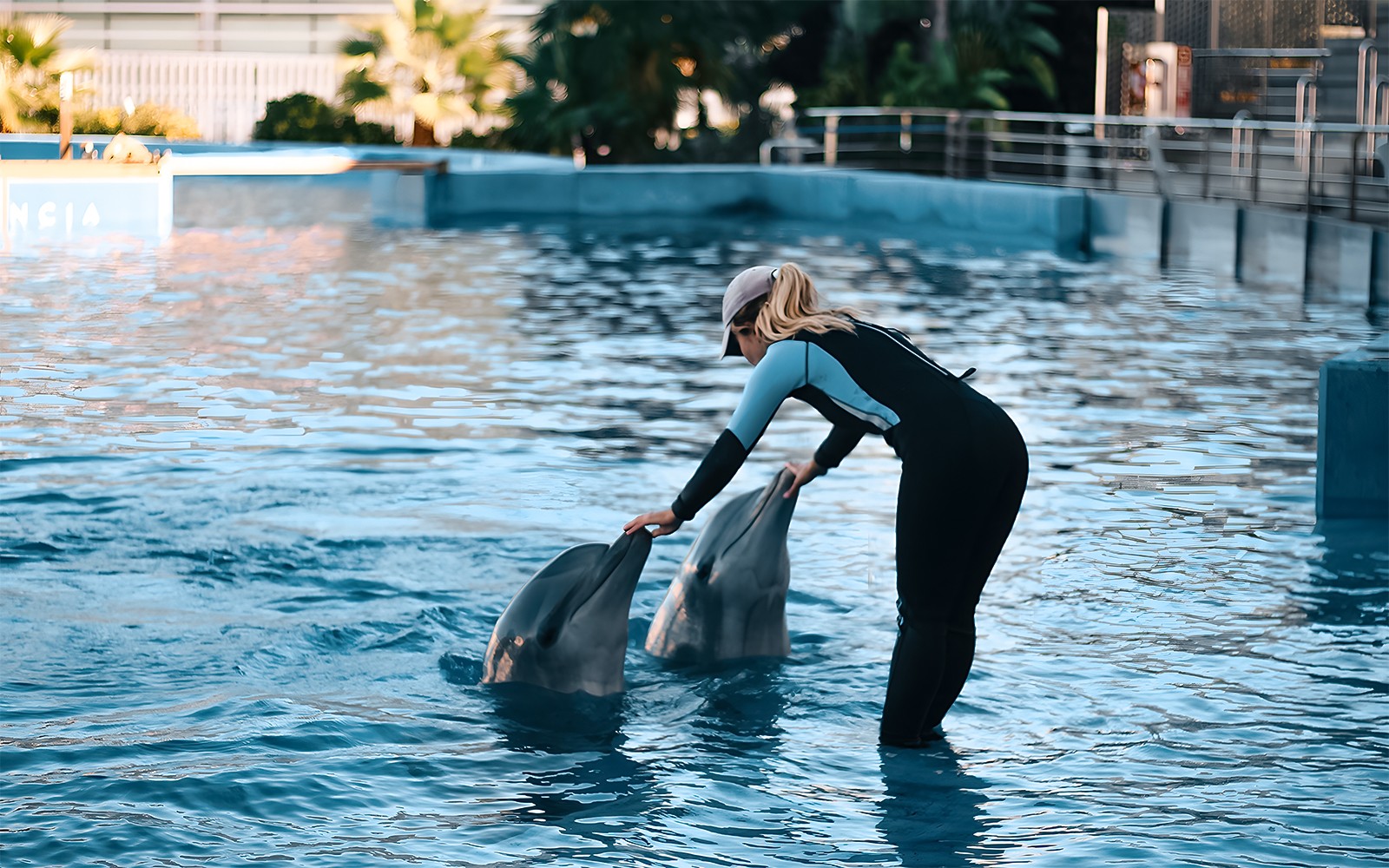 Trainer interacting with dolphins at Oceanografic Valencia show.