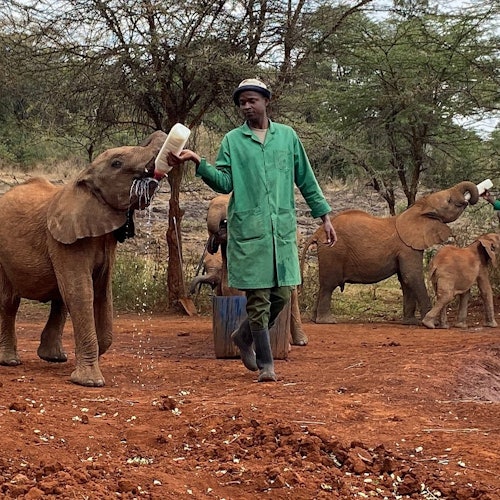 Elephant feeding on milk