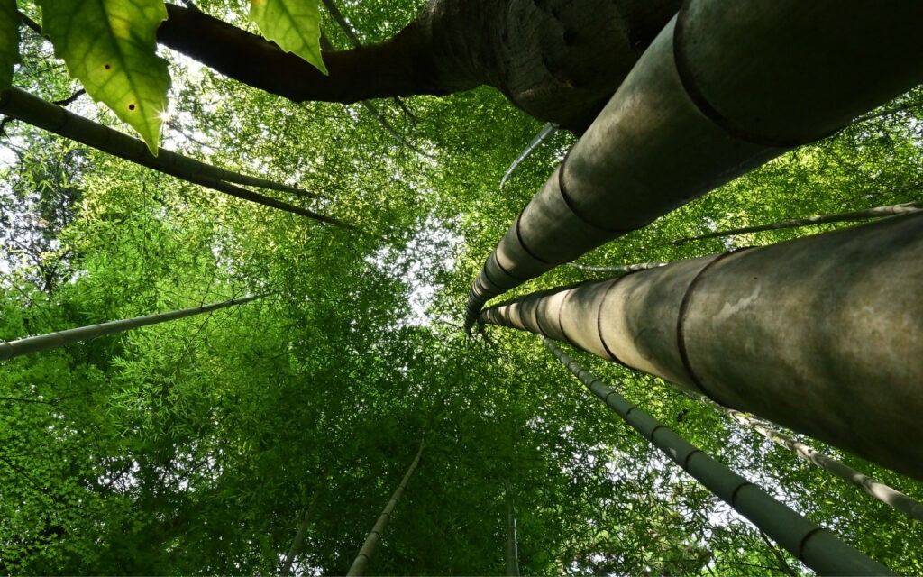 Looking up to tree tops from the ground.