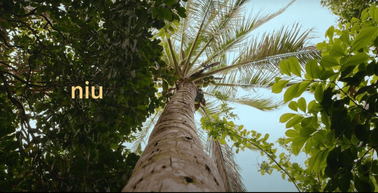 looking up at cocont tree
