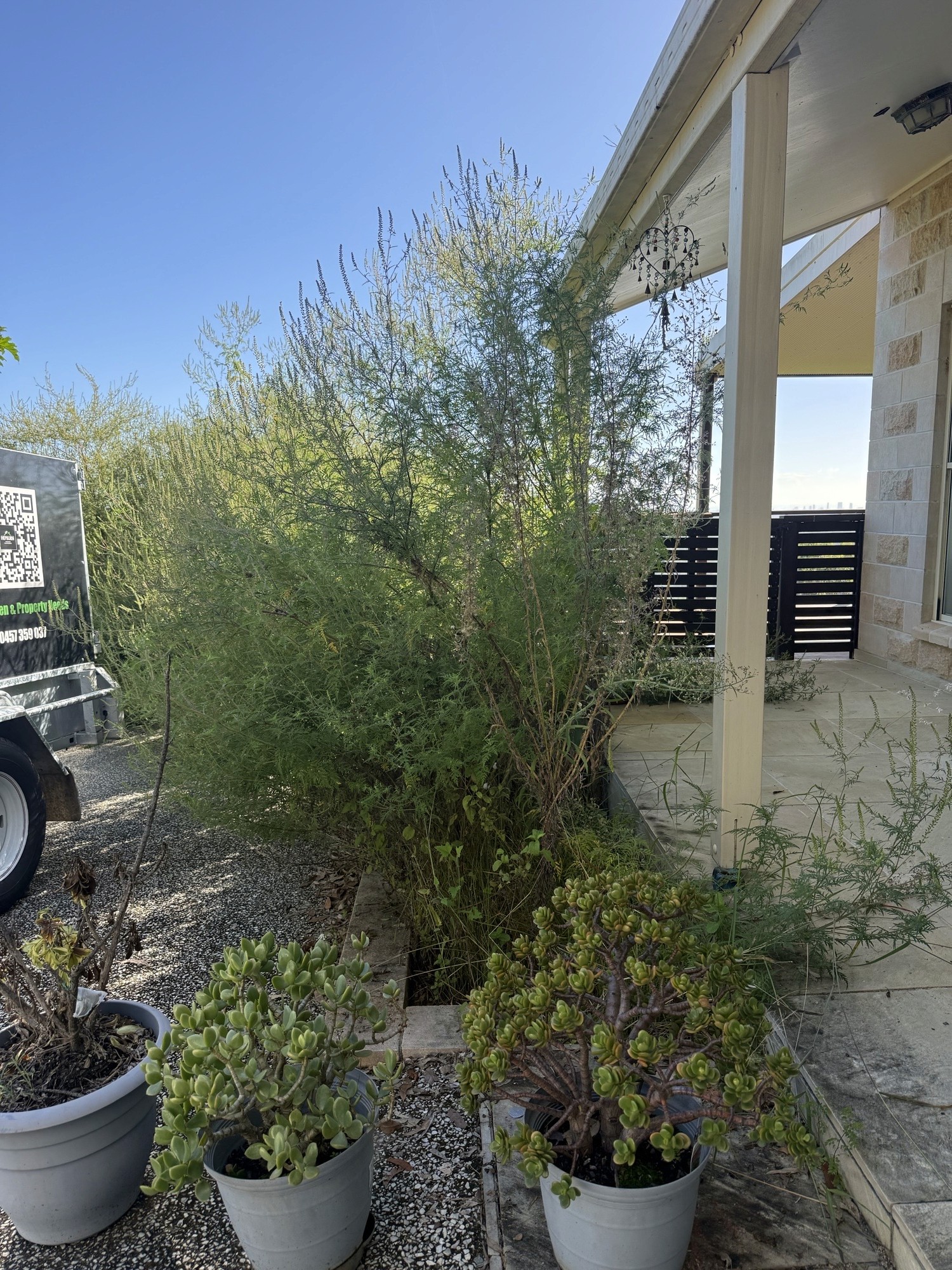 Overgrown garden beds and shrubs before clean up residential property Tallai Gold Coast