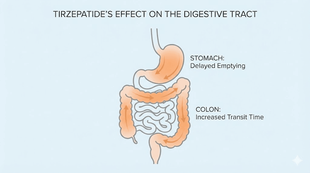 How tirzepatide affects the digestive system and causes constipation