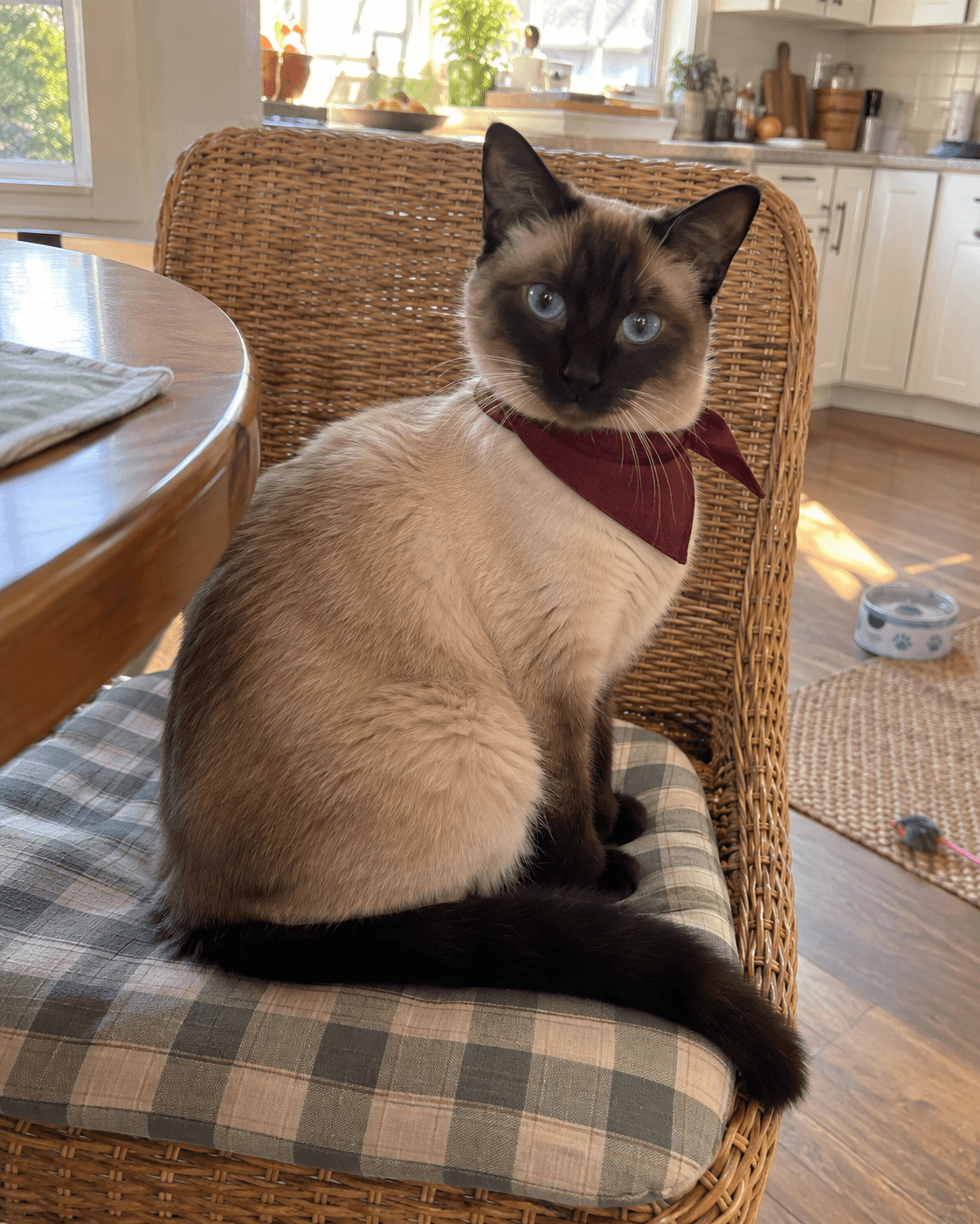 Cat receiving a gentle cheek massage