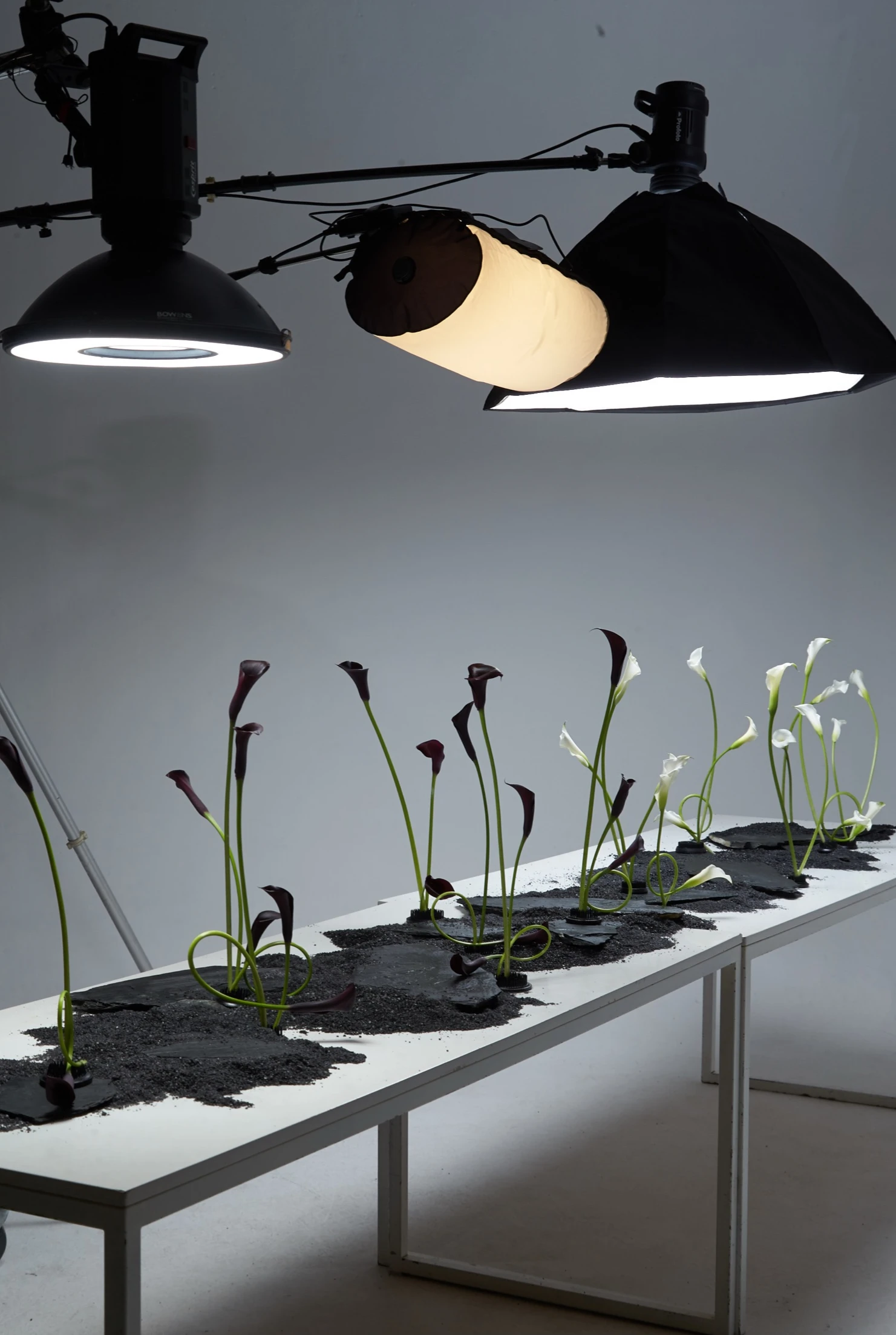 Exposición floral con calas blancas y negras bajo iluminación de estudio en mesa larga.