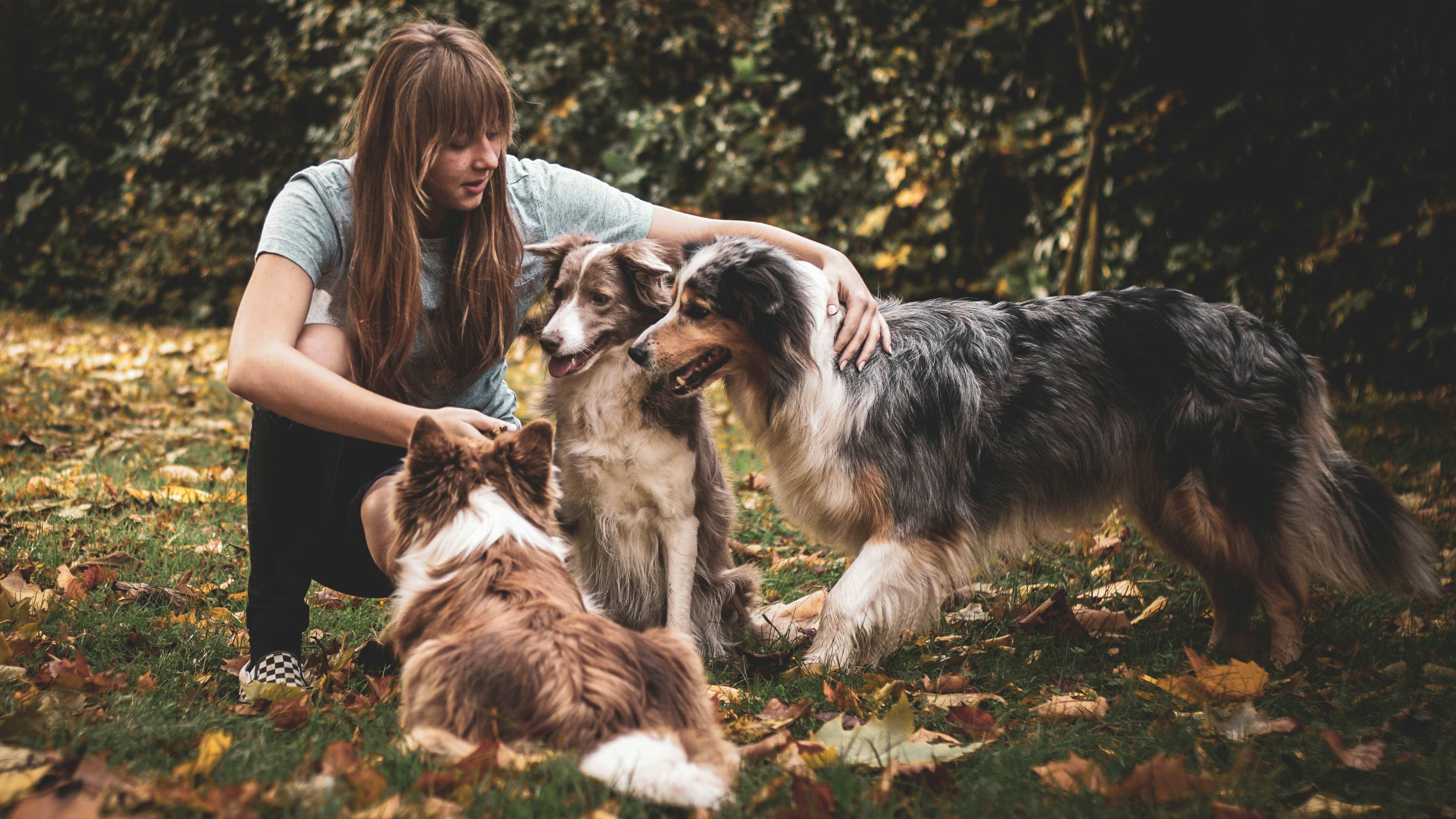 Dogs with an expert handler, by Ana Dudkova
