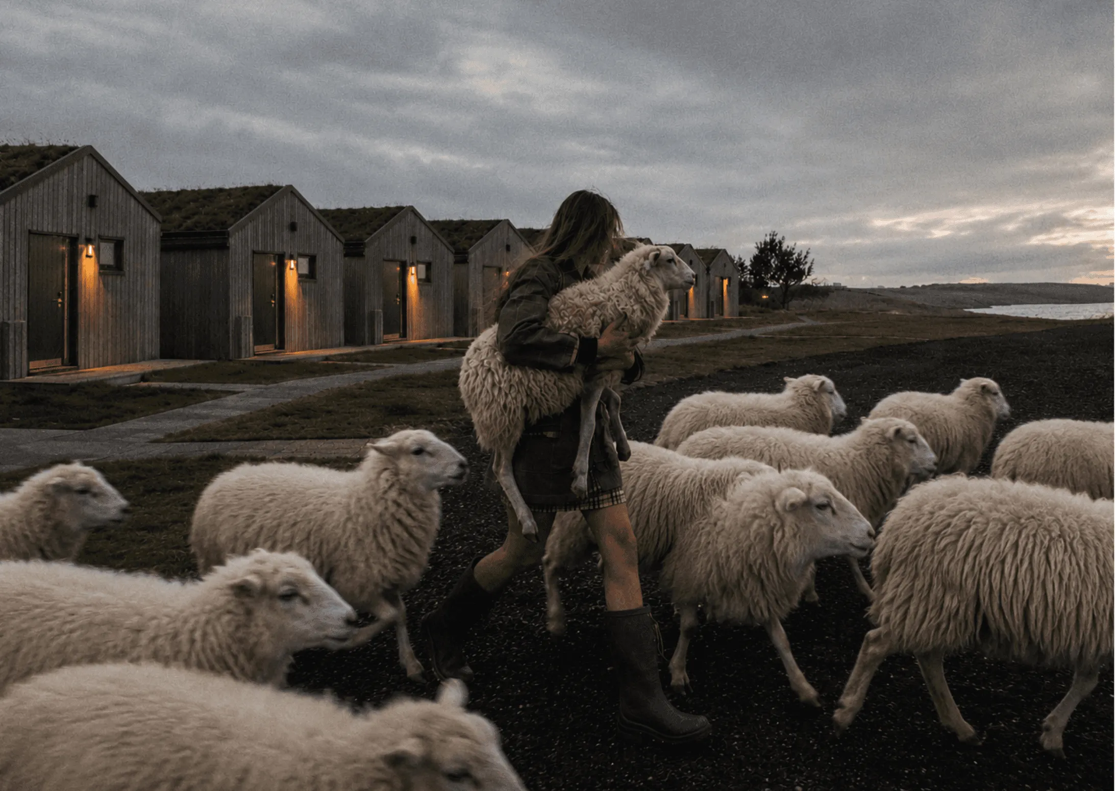 Ranch of farm sheeps