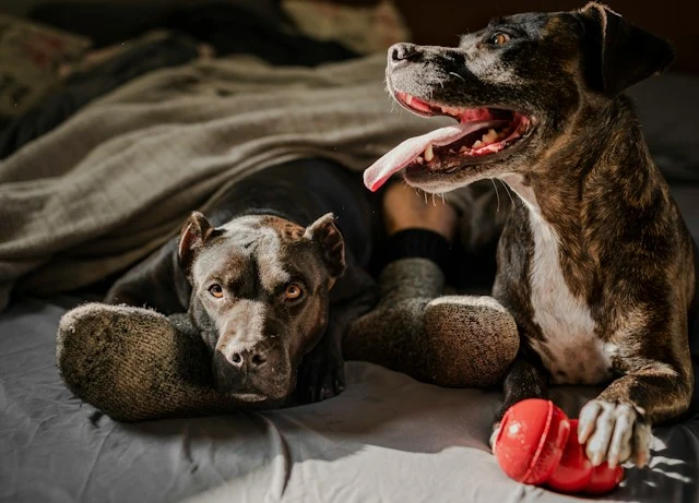 Dos perros de raza ppp descansando en una cama junto a un juguete rojo. Aunque parezcan mascotas tranquilas, si son PPP necesitan licencia municipal y un seguro de RC de 120.000 €.