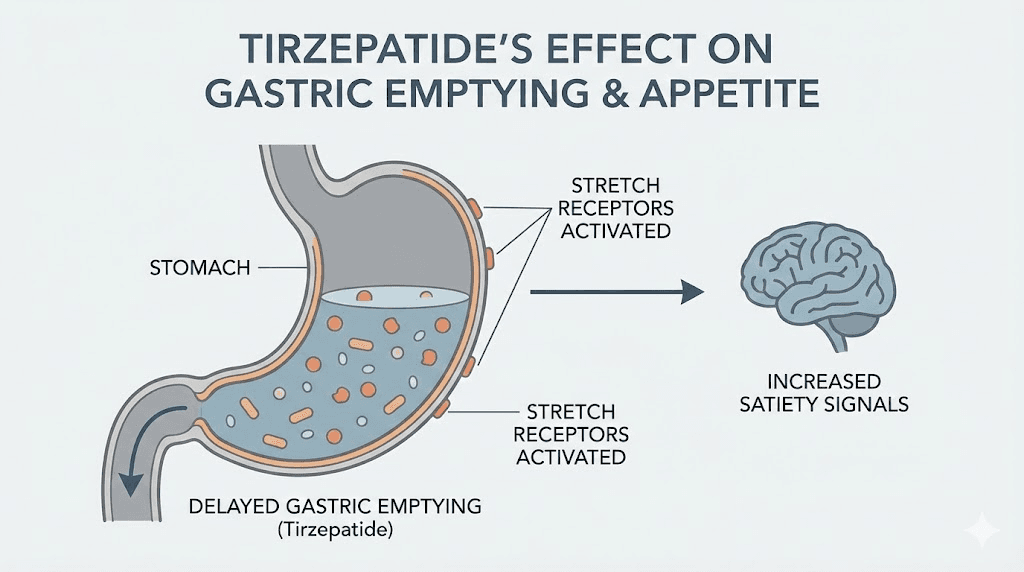 How tirzepatide delays gastric emptying to suppress appetite