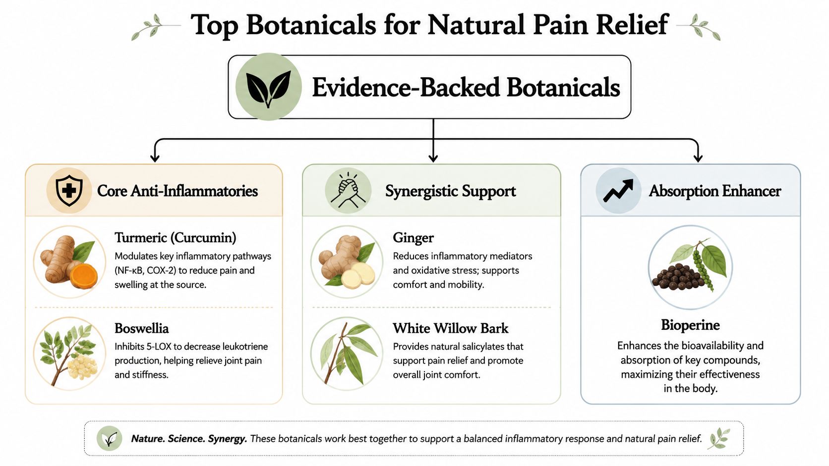 An infographic showing natural botanicals for pain relief, including turmeric, boswellia, ginger, white willow bark, and bioperine.