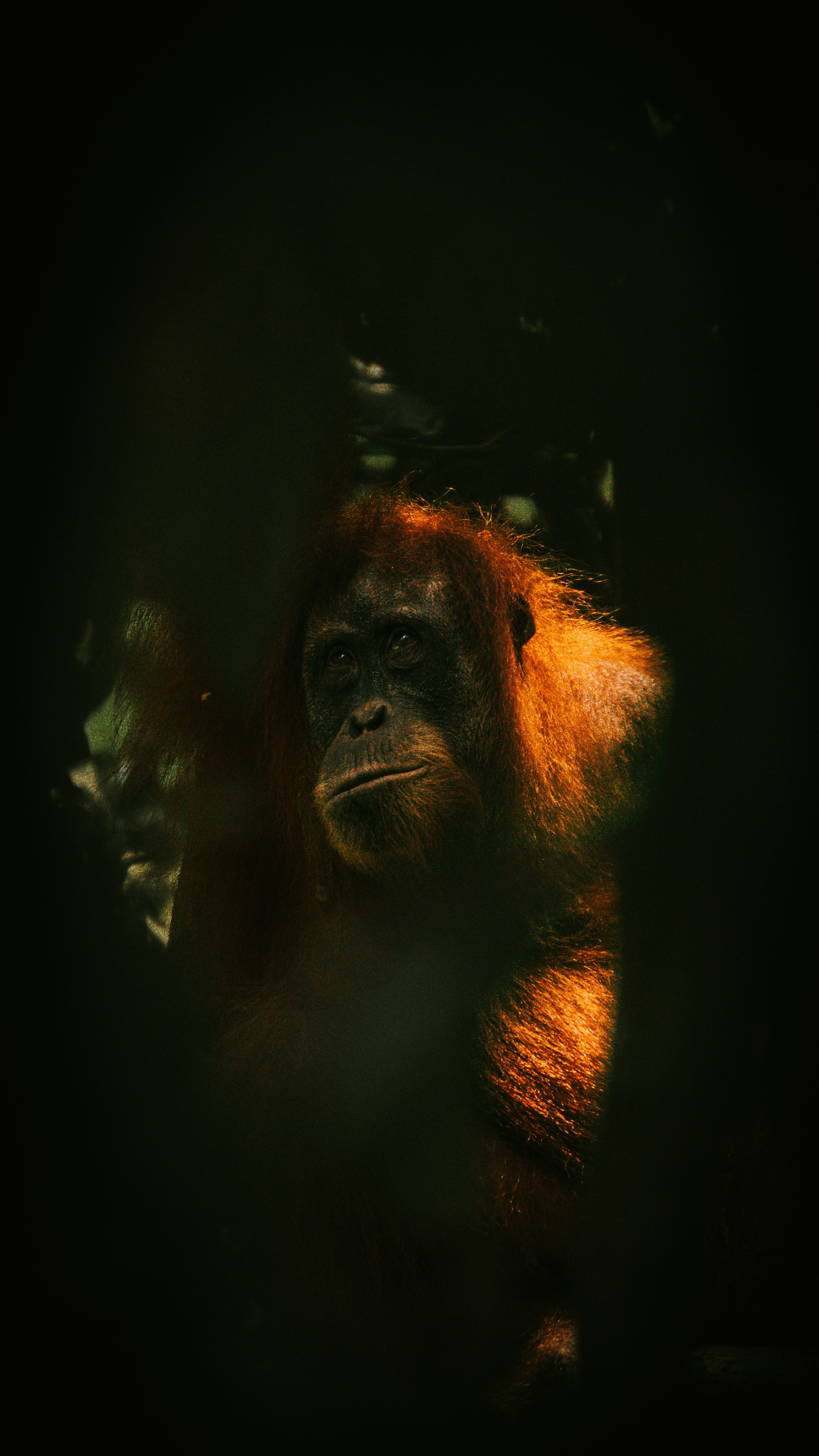 Orangutan