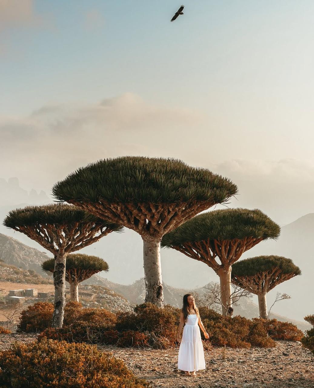 Изгрев над драконови дървета в мъгла, Сокотра