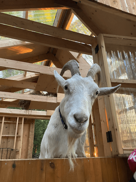 The goats love it too.