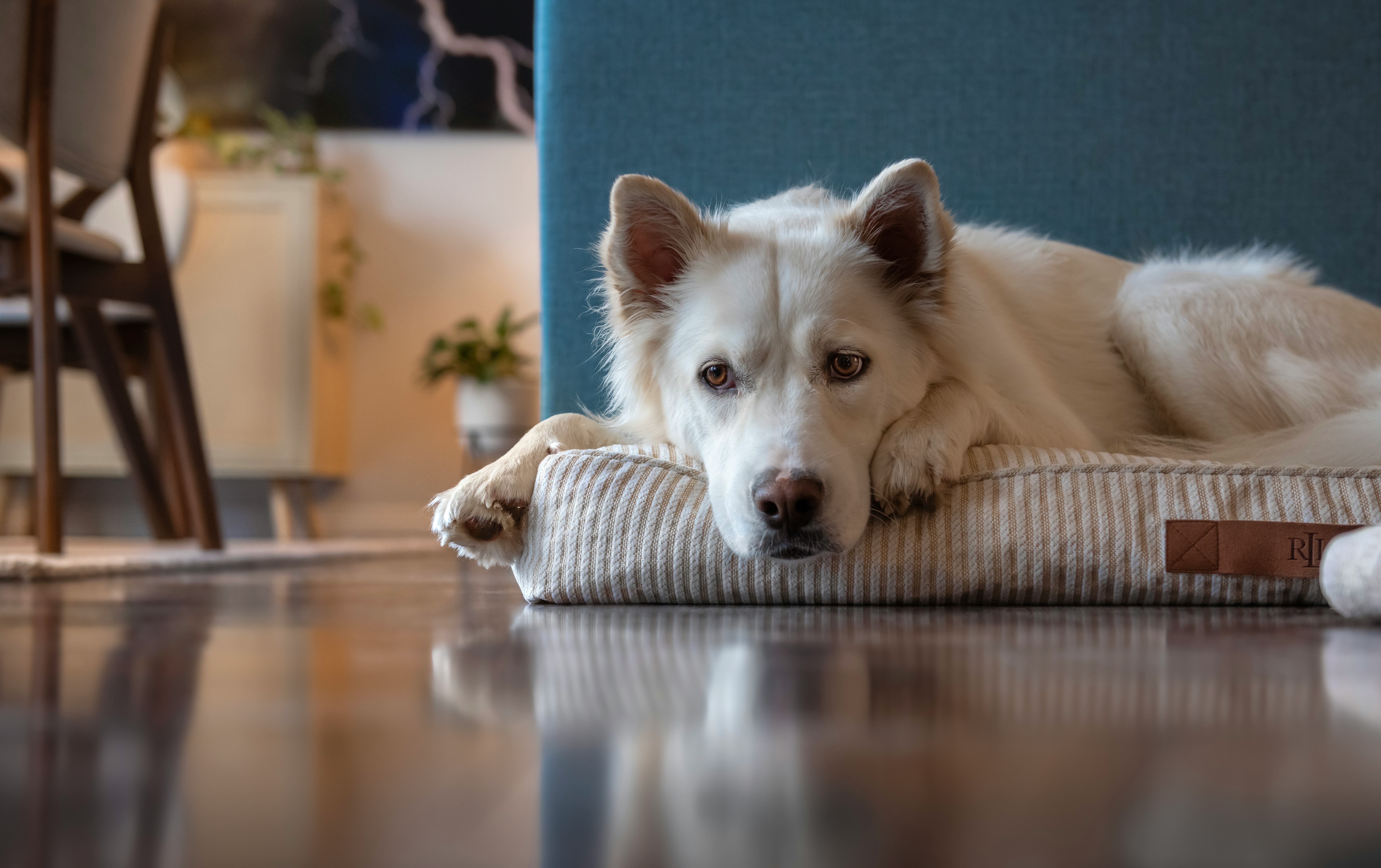 How to manage your dog’s separation anxiety without leaving them home alone