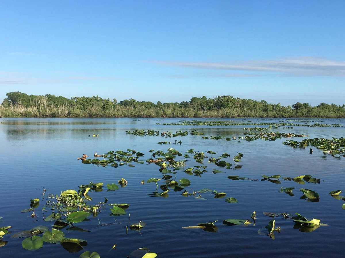Bird flying with water in the background