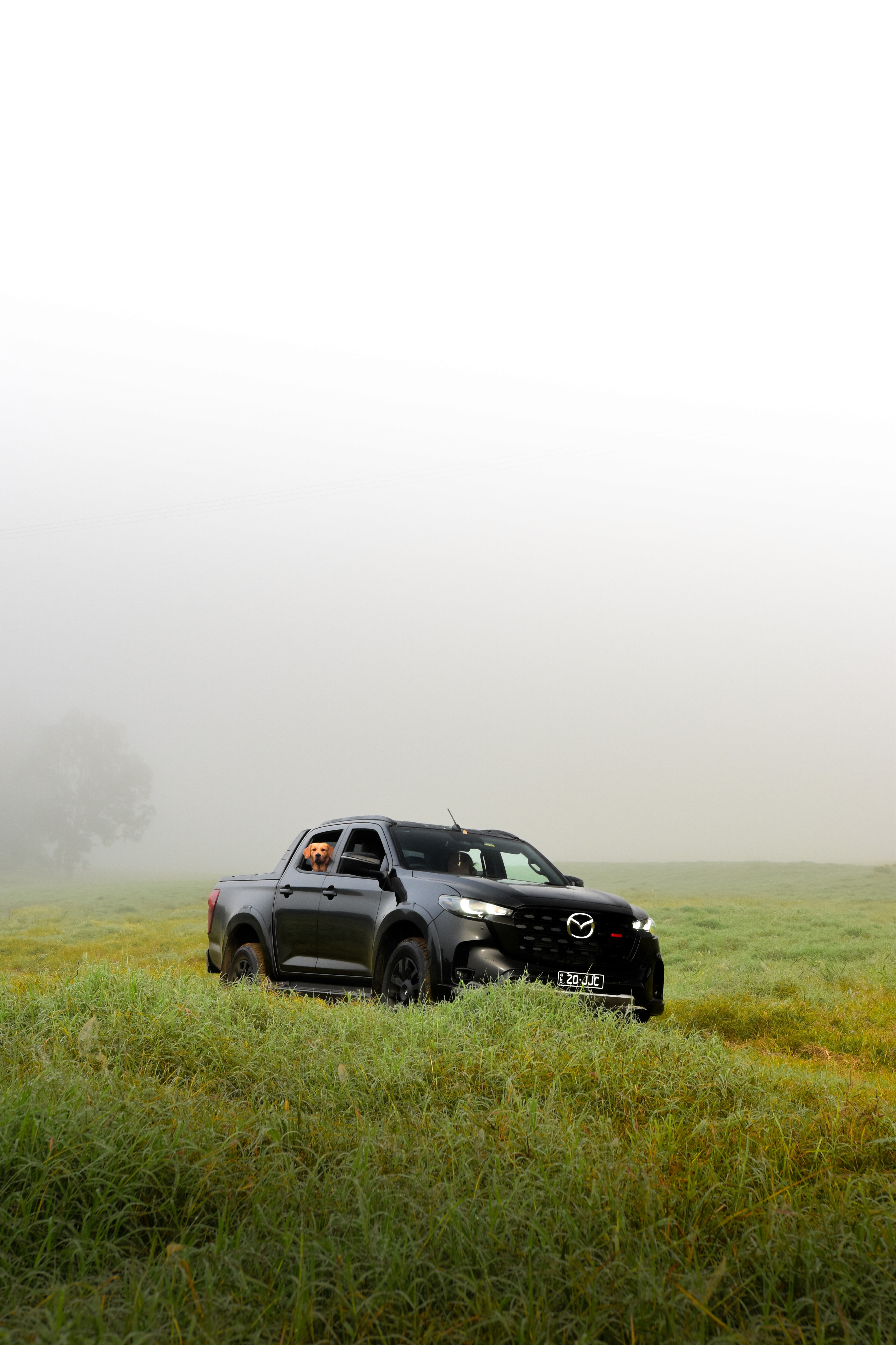 a dropping bottle with bird of paradise flower
