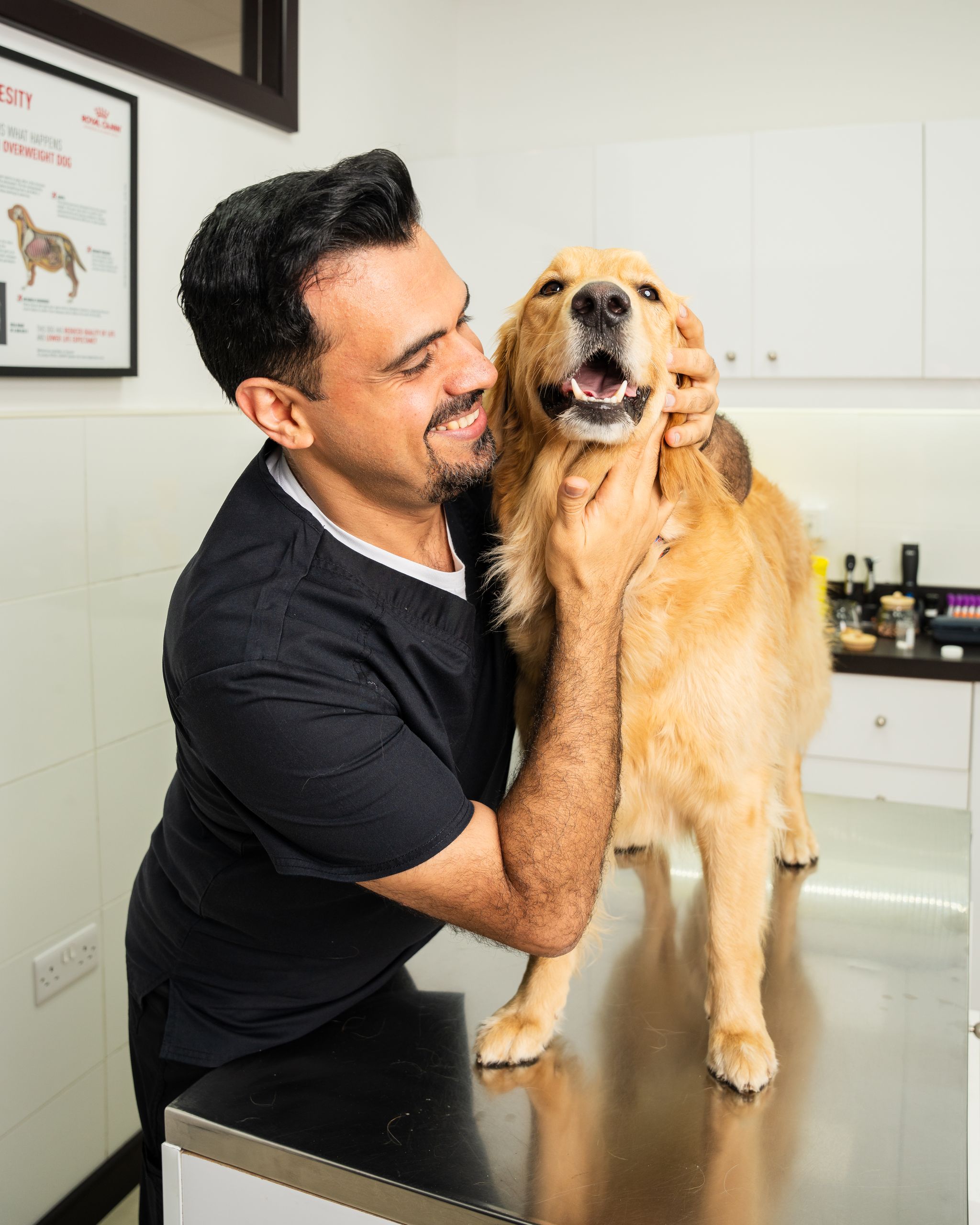 A veterinarian is trying to improve a dog's behavior by playing. 