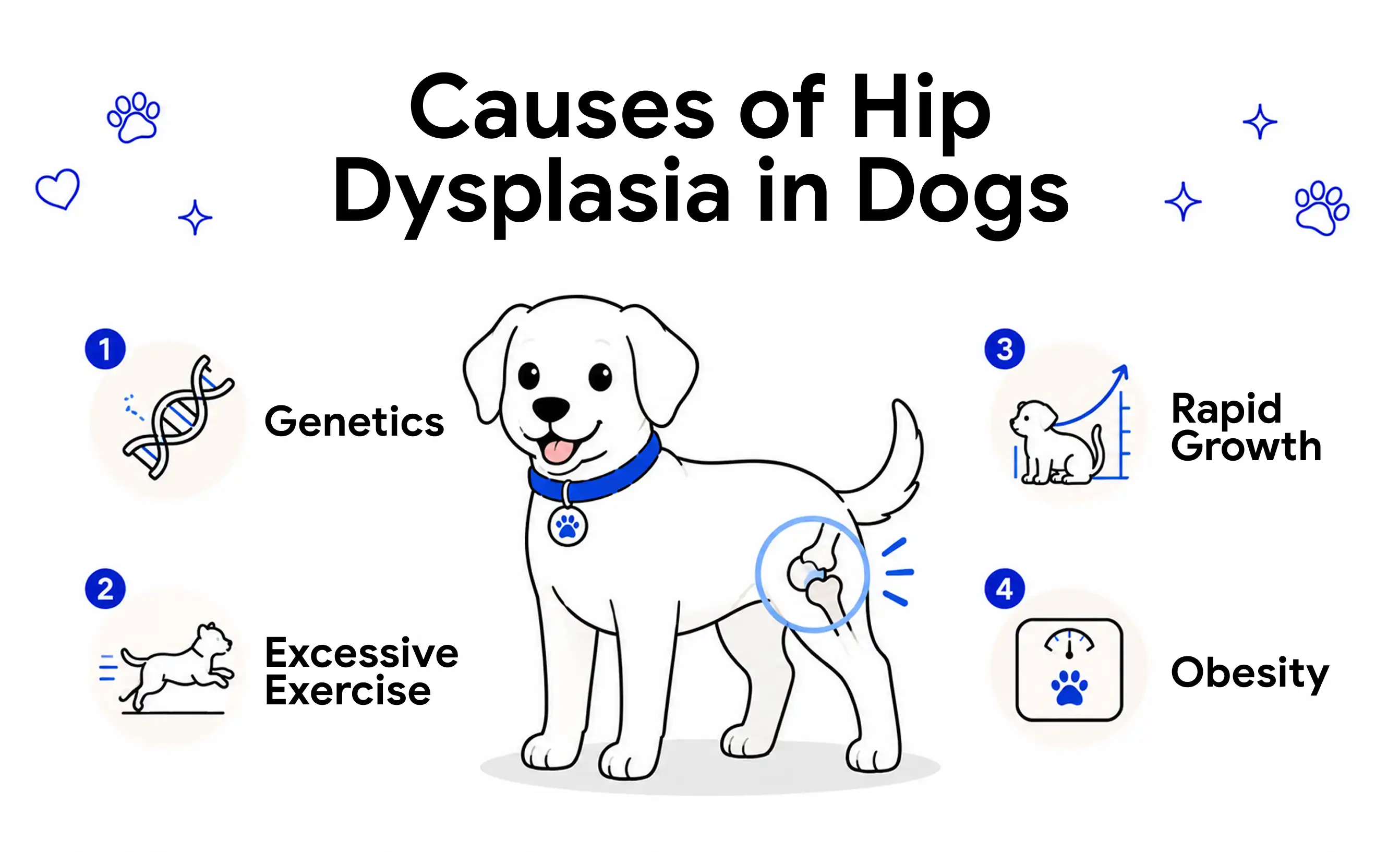 An infographic explaining the causes of hip dysplasia in dogs.